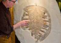 image عکس جالب فسیل ۱۵۰ میلیون ساله لاک پشت موزه بامبرگ آلمان