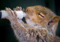 image عکس تاثیر گذار شیر نوشیدن بچه سنجاب در انگلیس