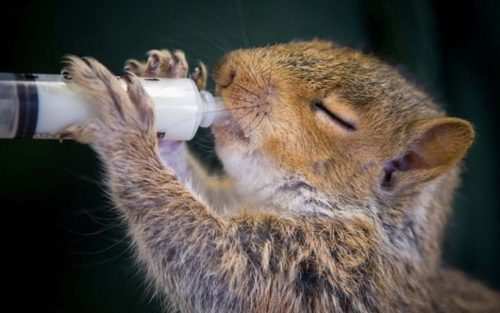 image عکس تاثیر گذار شیر نوشیدن بچه سنجاب در انگلیس