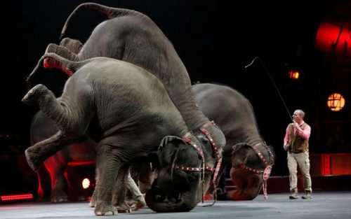 image نمایش زیبای فیل ها در سیرک پنسیلوانیا آمریکا