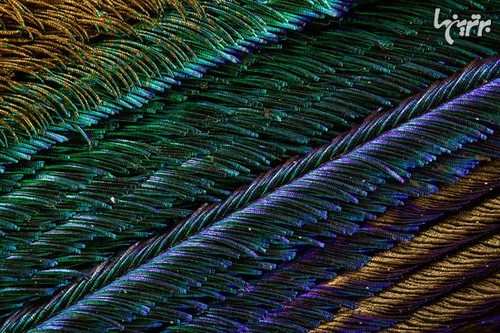 image عکسی بسیار زیبا از پر طاووس