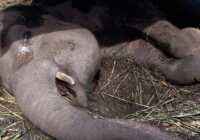 image تصویر غم انگیر و تاثیرگذار گریه کردن یک فیل در باغ وحش