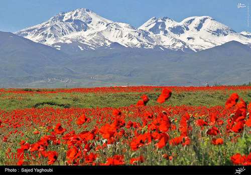 image تصاویر زیبای دشت گل های شقایق دامنه های کوه سبلان اردبیل