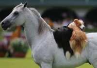 image عکس بامزه سواری گرفتن سگ ها از اسب در نمایشگاه اسب