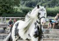 image عکسی بی نظیر از زیباترین اسب در دنیا
