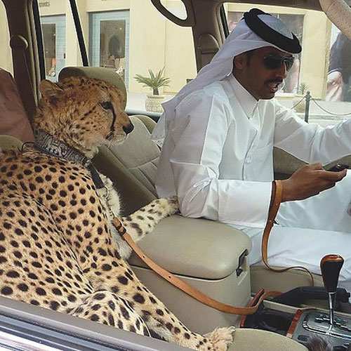 image تصاویری جالب از زندگی روزانه بچه پولدارهای دوبی
