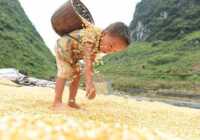 image کودک زیبای کشاورز در حال کمک به پدر برای خشک کردن ذرت