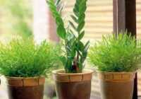 image آموزش کامل نگهداری از گیاهان سبز در آپارتمان های کوچک