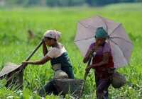 image تصویری زیبا از زنان ماهیگیر در مزرعه برنج هند