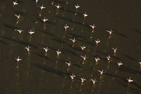 image تصویری دیدنی و هنری از پرندگان مهاجر در دریاچه