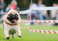 image عکس یک سگ بامزه در حال دویدن با زبان دراز