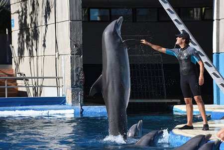 image عکس دست دادن مربی با دلفین آکواریوم باغ وحش مادرید