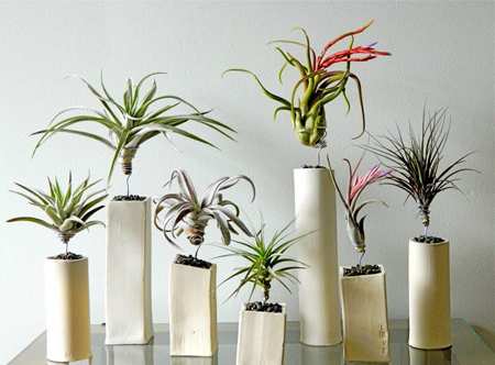 image چطور در خانه های شیک و مدرن از گلدان های طبیعی استفاده کنیم