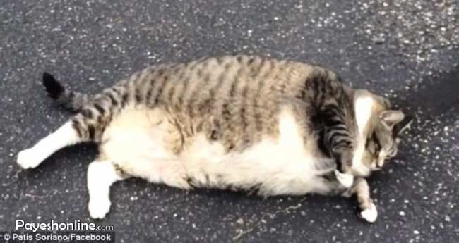 image عکس گربه چاق و بامزه مشهور اینترنتی