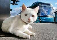 image عکس یک گربه سفید رنگ دوست داشتنی