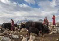 image تصویری زیبا از زنان افغان هنگام دوشیدن شیر گاو