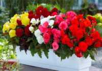 image چطور گل های طبیعی را به رنگ مورد علاقه خود در بیاوریم