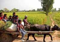 image تصویر کودکان هندی هنگام بازگشت از مدرسه با گاو سواری