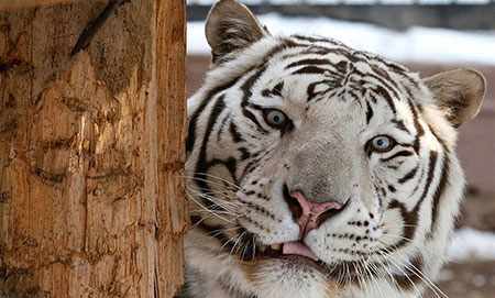 image عکسی زیبا از ببر ۵ ساله بنگال باغ وحش کراسنویارسک روسیه