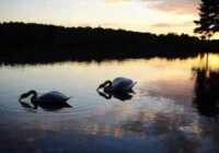 image تصویری از دو قوی زیبا هنگام غروب در دریاچه