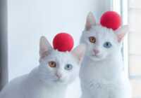 image عکس بامزه از دو گربه سفید رنگ