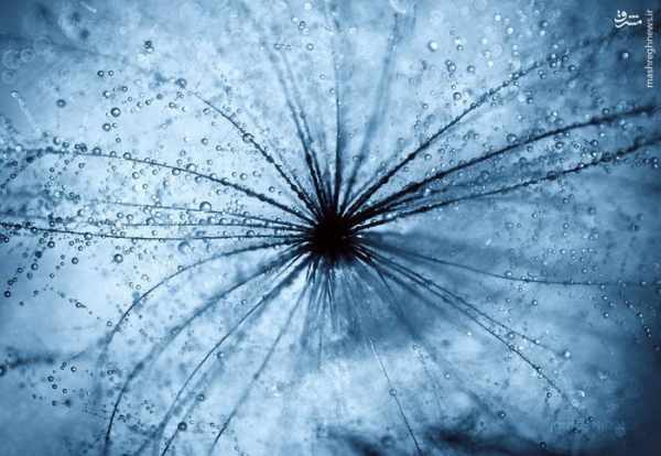 image تصاویر ثبت شده با لنز ماکرو فوق العاده زیبا از قطره های باران