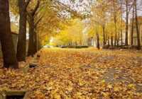 image خیابانی فوق العاده زیبا پوشیده از برگ های رنگارنگ پاییزی
