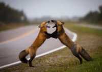 image جنگ دو روباه زیبا عکس برتر نشنال جئوگرافیک در زمینه طبیعت