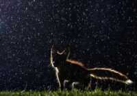image عکسی زیبا از روباهی در هوای بارانی در پارک مونترال کانادا
