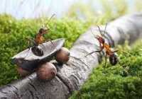 image عکس دیدنی از مورچه های کشاورز که قهوه می کارند