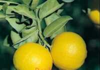 image اثرات جالب خوردن لیمو شیرین روی سلامتی پوست مو و بدن
