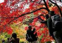 image عکسی زیبا از طبیعت پاییز پارکی در یوکوهاما ژاپن