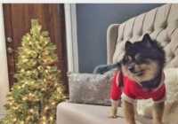 image عکس یک سگ بامزه با لباس بابانوئل کنار درخت کریسمس