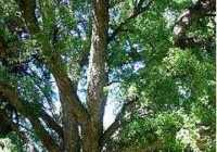 image تعبیر دیدن درخت آبنوس یا چوب آن در خواب چیست