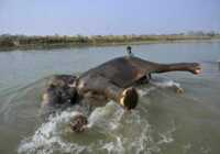 image عکس زیبای شستشوی فیل ها در رودخانه نپال