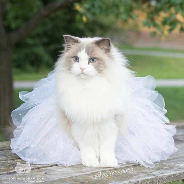 image عکس زیبای یک گربه سفید با لباس عروس