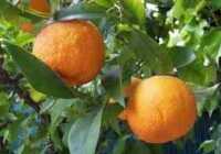 image تاثیر جادویی آب نارنج و عسل در کاهش فشارخون بالا