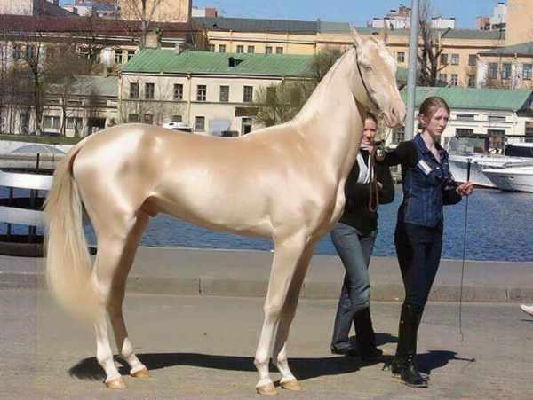 image تصاویری دیدنی از زیباترین نژاد اسب ترکمن در جهان