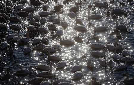 image عکس فوق العاده زیبای قوها در رودخانه زیر نور آفتاب