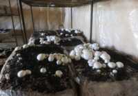 image آموزش جالبی برای کاشت قارچ خوراکی در خانه