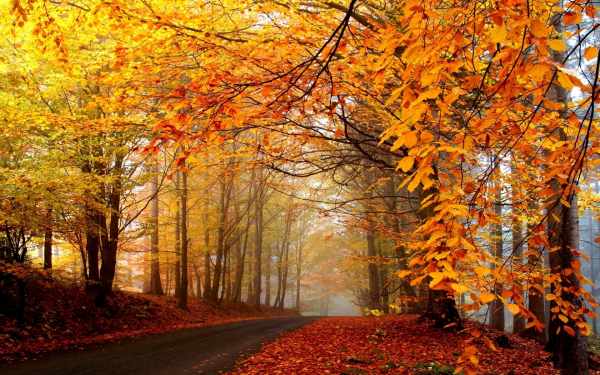 image عکس های فوق العاده زیبا از پاییز هزار رنگ