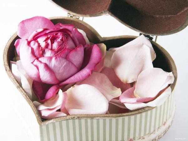 image تصاویر گل های زیبا برای عکس پروفایل اینستاگرام و تلگرام