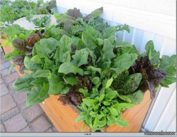 image آموزش جامع برای کاشت انواع سبزی خوردن در آپارتمان