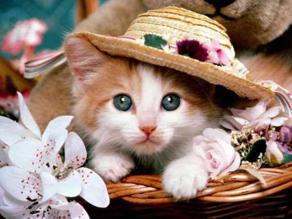 image عکس گربه های بامزه برای پروفایل تلگرام