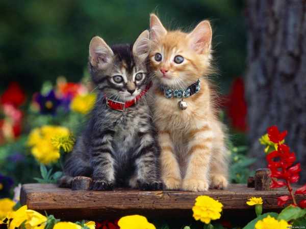 image عکس گربه های بامزه برای پروفایل تلگرام