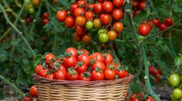 image آموزش کاشت و برداشت گوجه فرنگی در گلدان و در آپارتمان