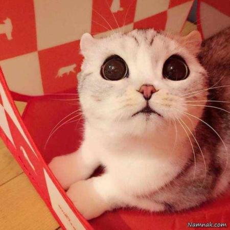 image عکس های دیدنی از گربه معروف اینستاگرامی