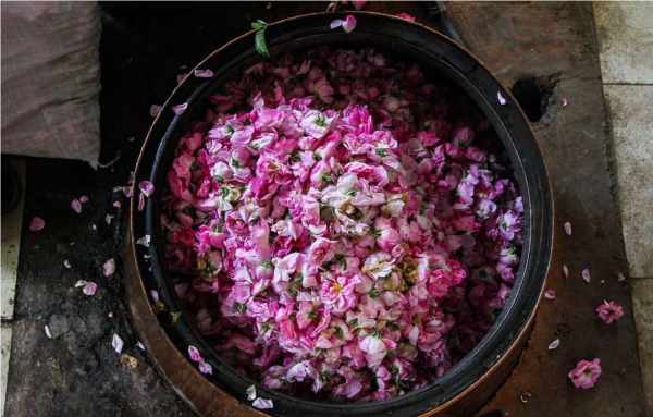 image تصاویر زیبا از مراسم گلاب گیری بهاری در قمصر کاشان