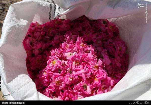 image تصاویر زیبا از مراسم گلاب گیری بهاری در قمصر کاشان