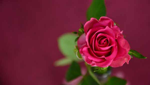 image عکس های زیبا از دوست داشتن برای پروفایل تلگرام با گل های رز